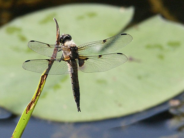 Dragonfly