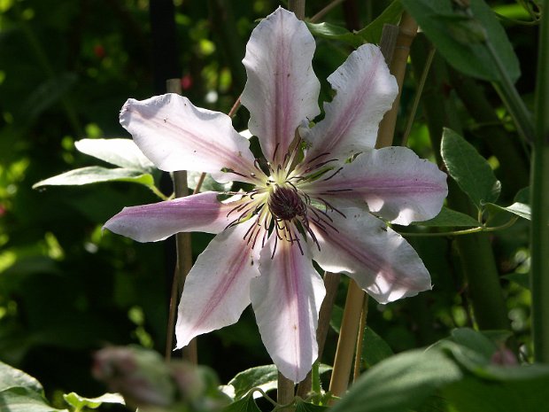 Clematis